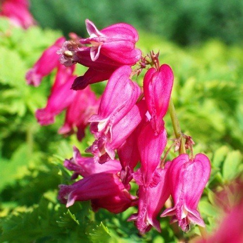 Розмноження Дицентра formosa Luxuriant
