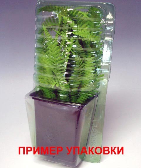 Морозник Pink Spotted Lady