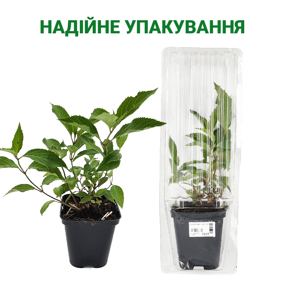 Листя Форзиції Lynwood