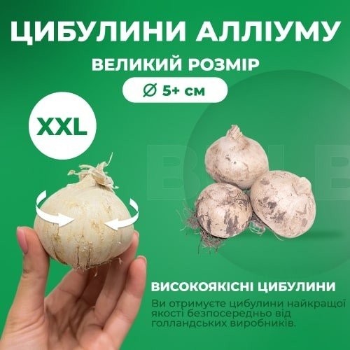 Різні види алліумів