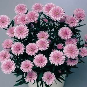 Айстра Fun Pink Dark