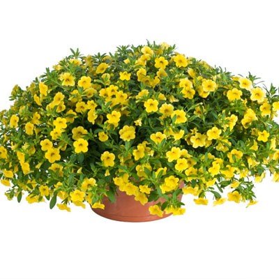 Квіти Калібрахоа Lindura Yellow
