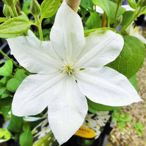 Clematis Baby Star вирощування