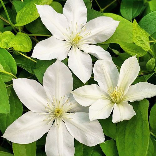 Clematis Baby Star цвітіння