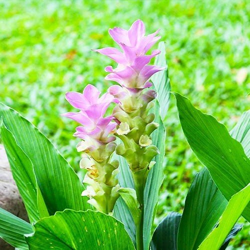 Квітка Куркума Pink Wonder
