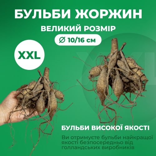 Жоржина Orange Fubuki в саду