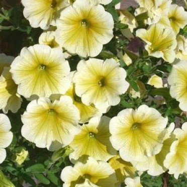 Деталі Fortunia Yellow