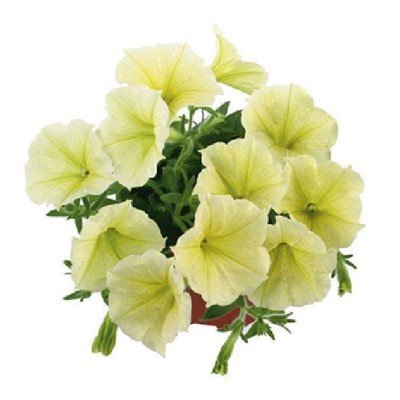 Fortunia Yellow