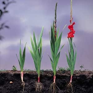Gladiolus planting process