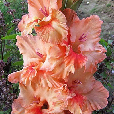 Blooming sunny ruffle gladiolus
