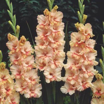 Sunny Ruffle Gladiolus