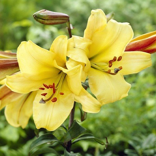 Квіти лілії Golden Splendor