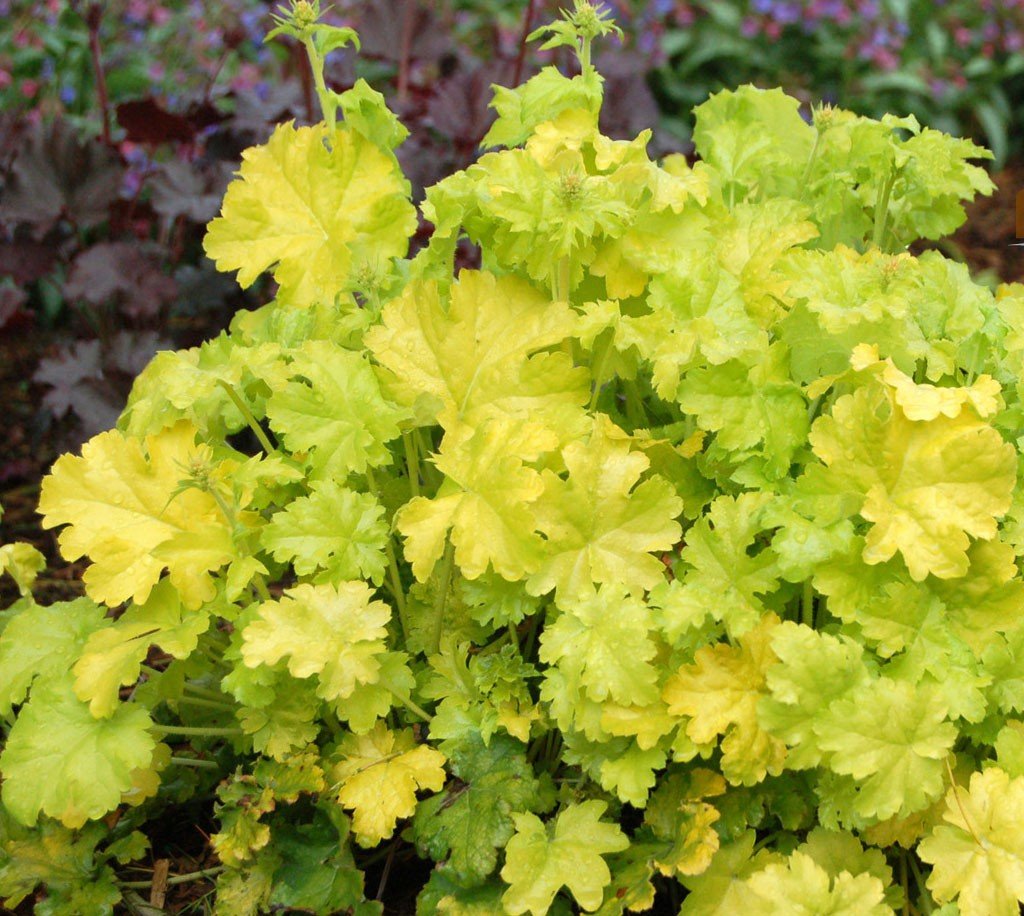 Гейхера Electric Lime Посадка та догляд за Heuchera Electric Lime