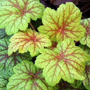 Гейхера Electric Lime Heuchera Electric Lime