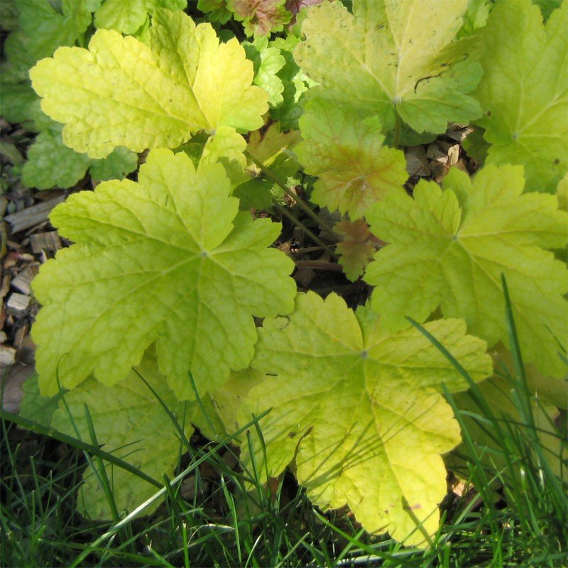 Гейхера Electric Lime Heuchera Electric Lime - зовнішній вигляд