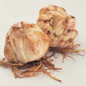 Лілія Bon Chi у саду