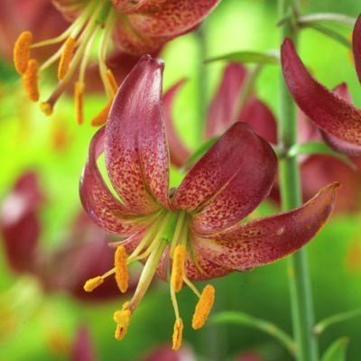 Лілія Maroon King Lilium Maroon King Close-up