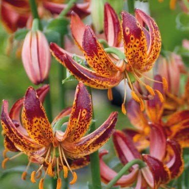 Лілія Maroon King Lilium Maroon King