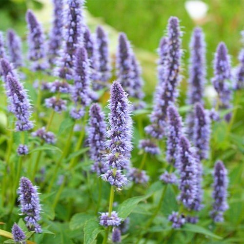 Лофант Blue Fortune Лофант Blue Fortune