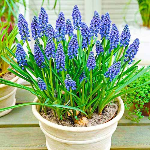 Мускарі Armeniacum Muscari Armeniacum Field