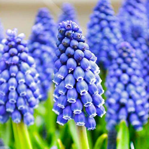 Мускарі Armeniacum Muscari Armeniacum