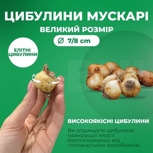 Мускарі Armeniacum Muscari Armeniacum Garden
