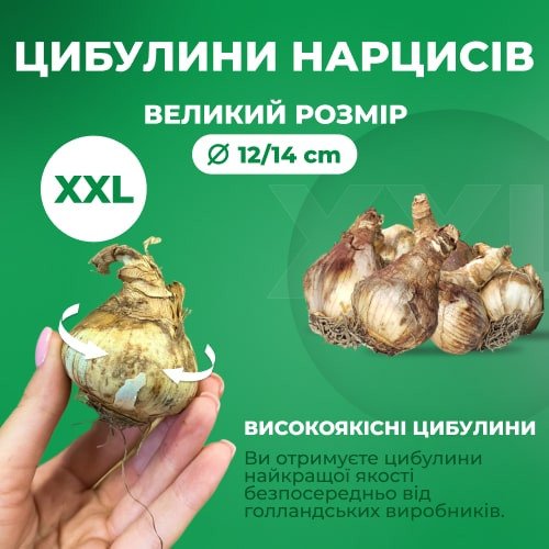 Нарцис Accent Нарцис Accent фото