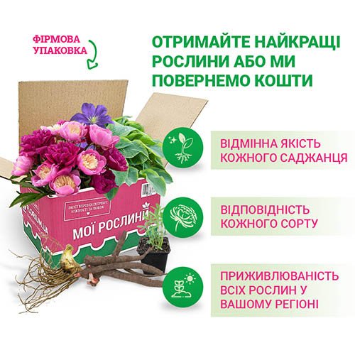 Айстра Starlight Упаковка багаторічників