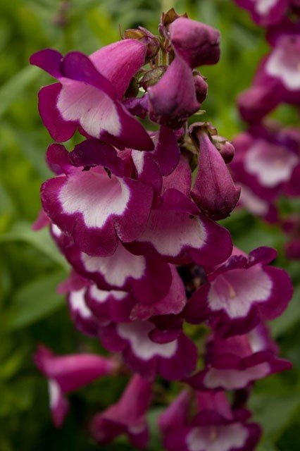 Квіти Пенстемон Purple Passion