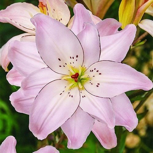 Лілія Spring Pink
