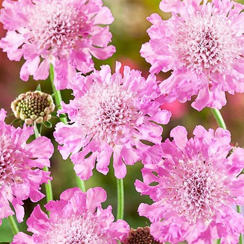 Скабіоза Pink Mist