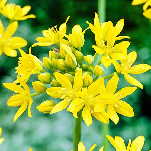 Цвітіння Алліум Jeannine