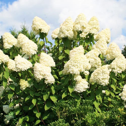Цвітіння Гортензії Grandiflora