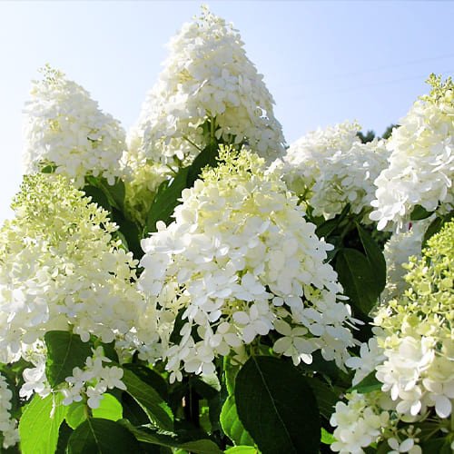 Гортензія Grandiflora