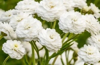 Деревій Perry's White